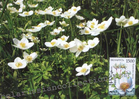 Snowdrop anemone (anemone sylvestris)